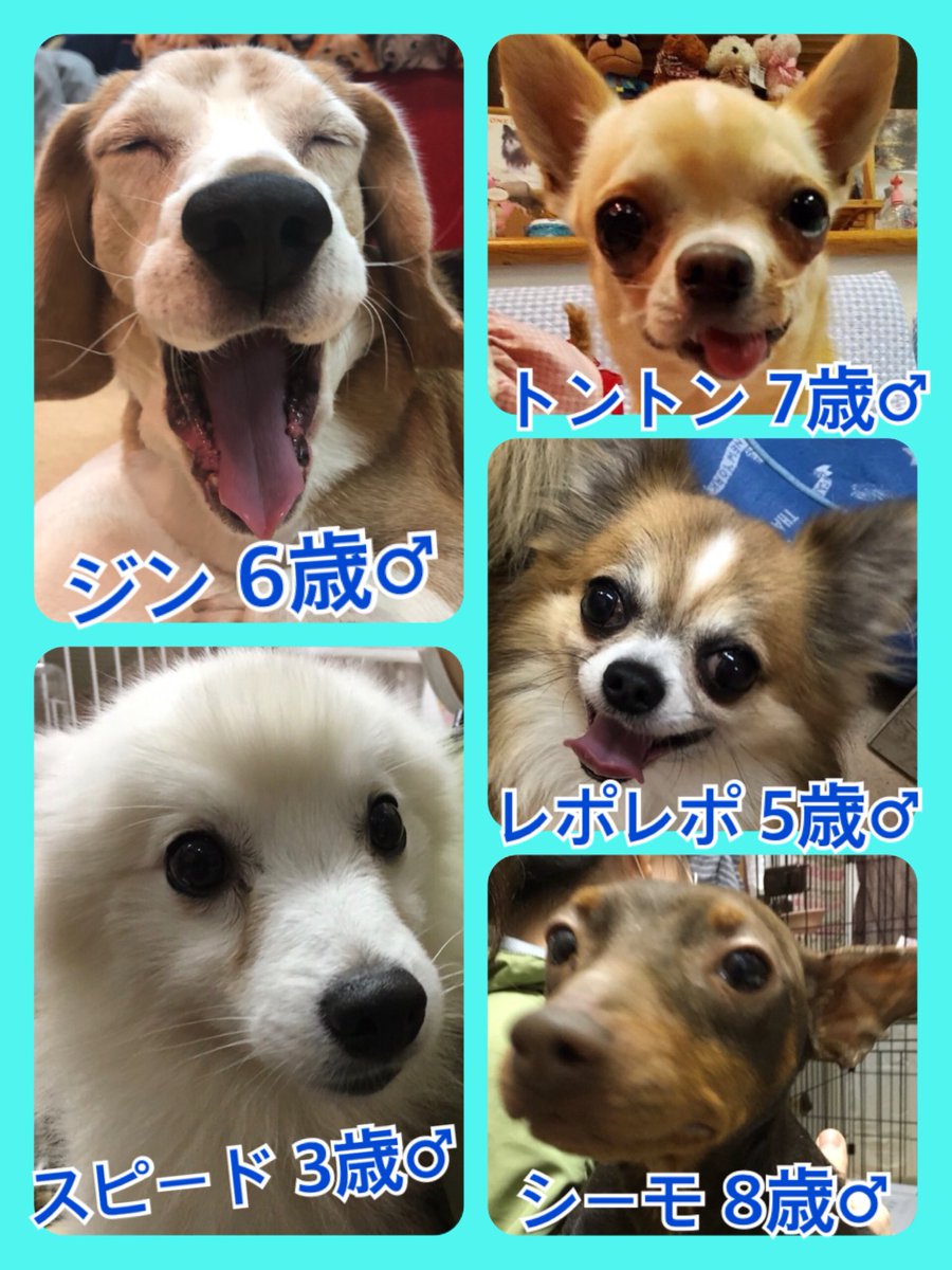 🐾今日の里親様募集中ワンコ🐶メンバーです🐾2020,3,1